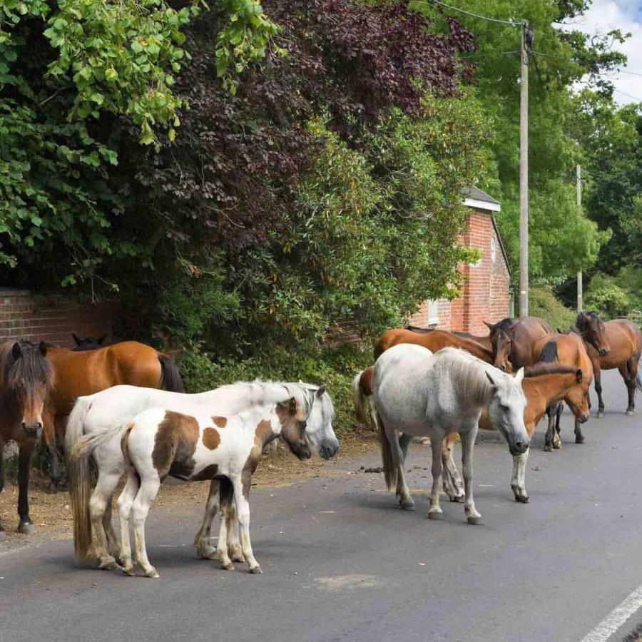 New Forest Retreat Shorefield Country Park Lymington Buitenkant foto
